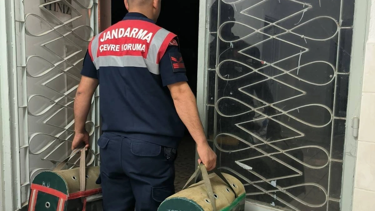 Uşak’ta Horoz Dövüşü Operasyonu: 9 Hint Horozu Kurtarıldı
