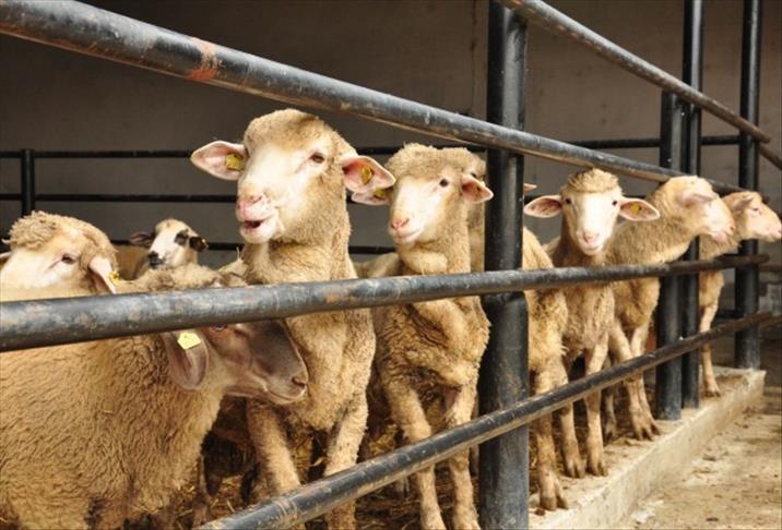 Uşak’ta Kurban Kesim Noktaları Belli Oldu