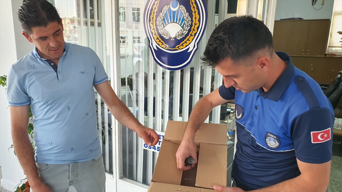Manisa'da hafif yaralı bulunan ebabil yavrusu tedaviye alındı