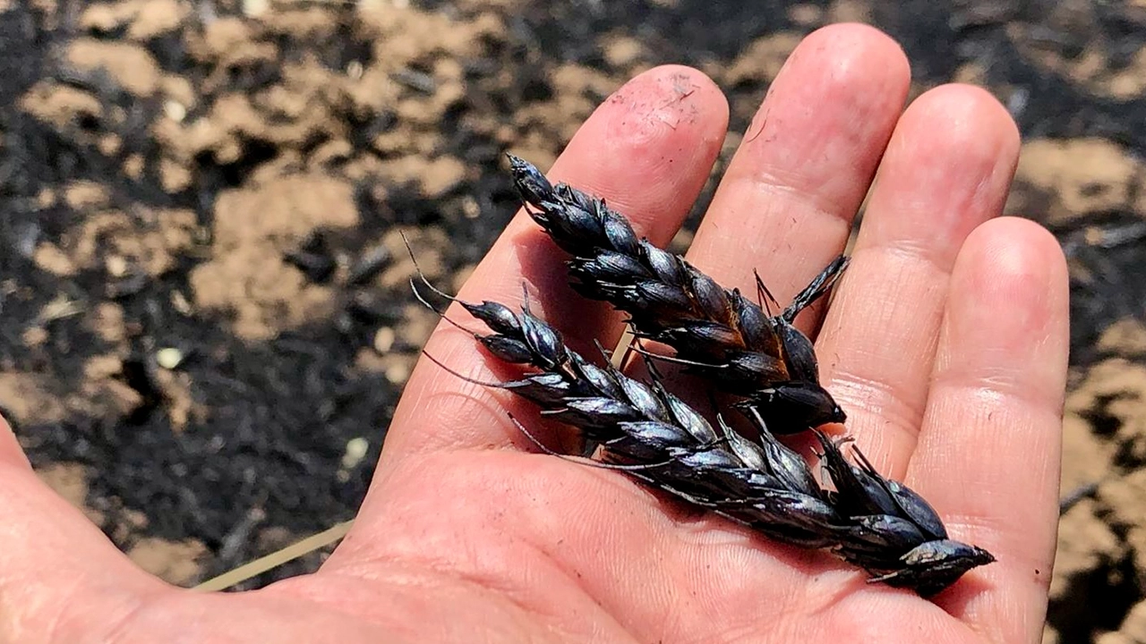 Uşak’ta Çıkan Orman Yangınları Tarım Arazilerine Büyük Zarar Verdi