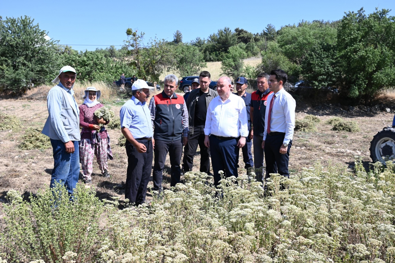 Kekik üretiminin merkezi Denizli'de hasat mesaisi erken başladı