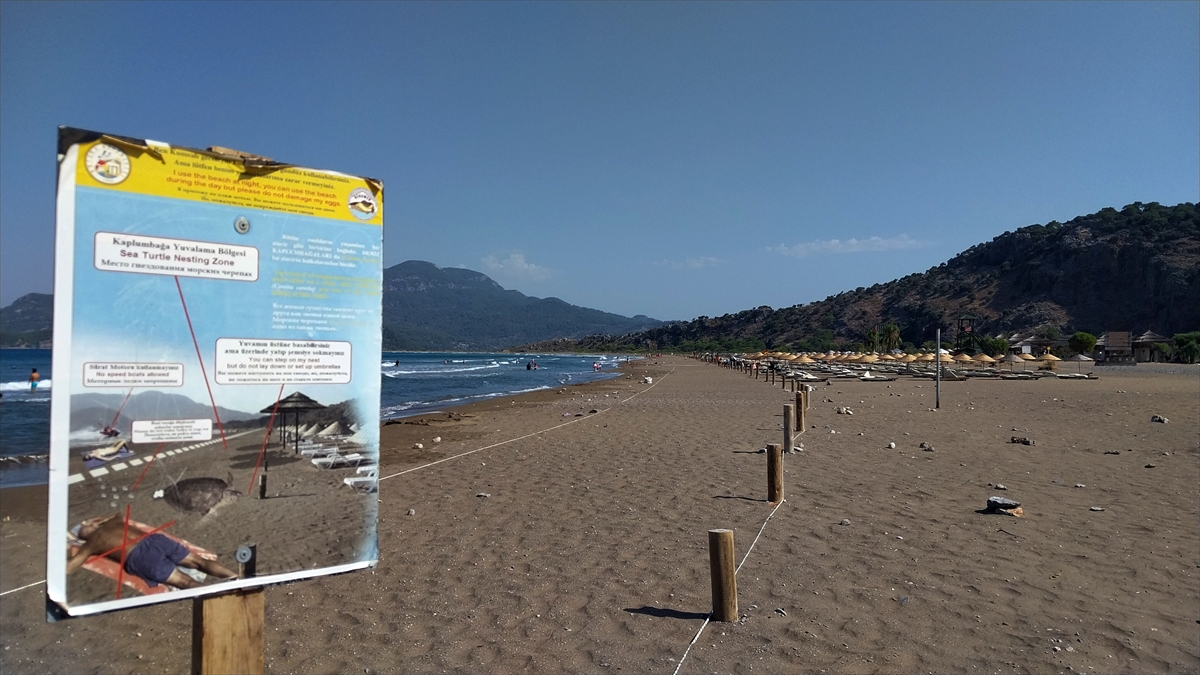 Muğla'daki İztuzu Sahili'nde caretta caretta yuvası sayısı 700'e ulaştı