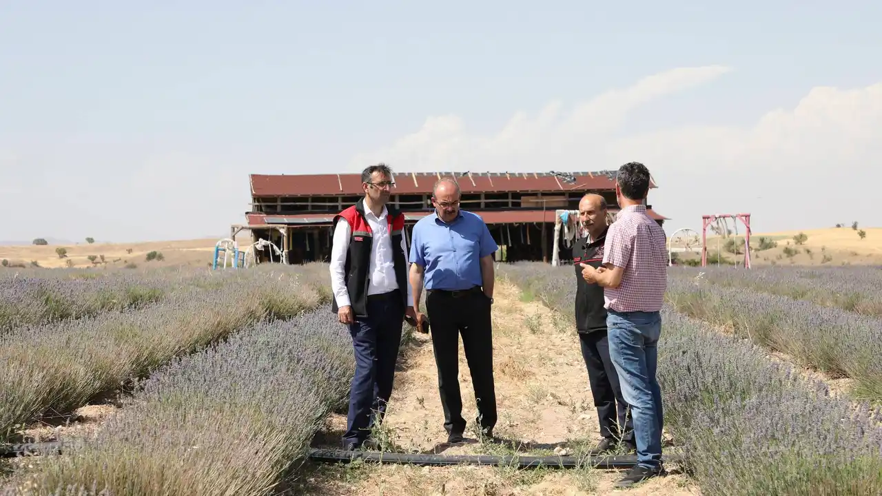 Ulubey’de Lavanta Bahçeleri Göz Kamaştırıyor