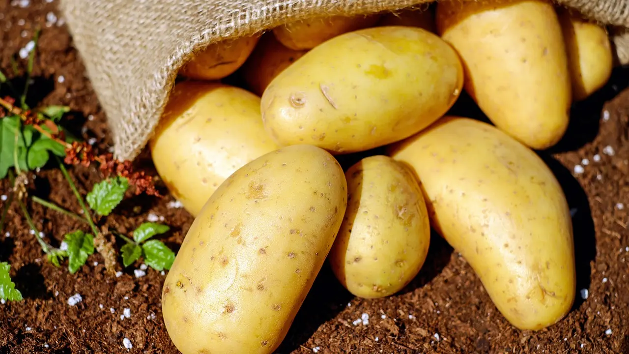 Konya Şeker'den üretici ortaklarına "sulama ve patates" avansı