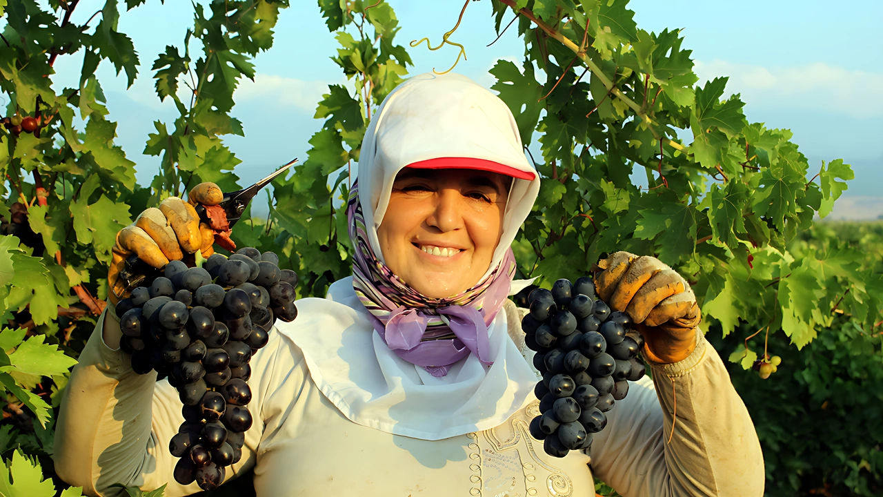 Erkenci çeşit çekirdeksiz üzümde ihracat sezonu başladı