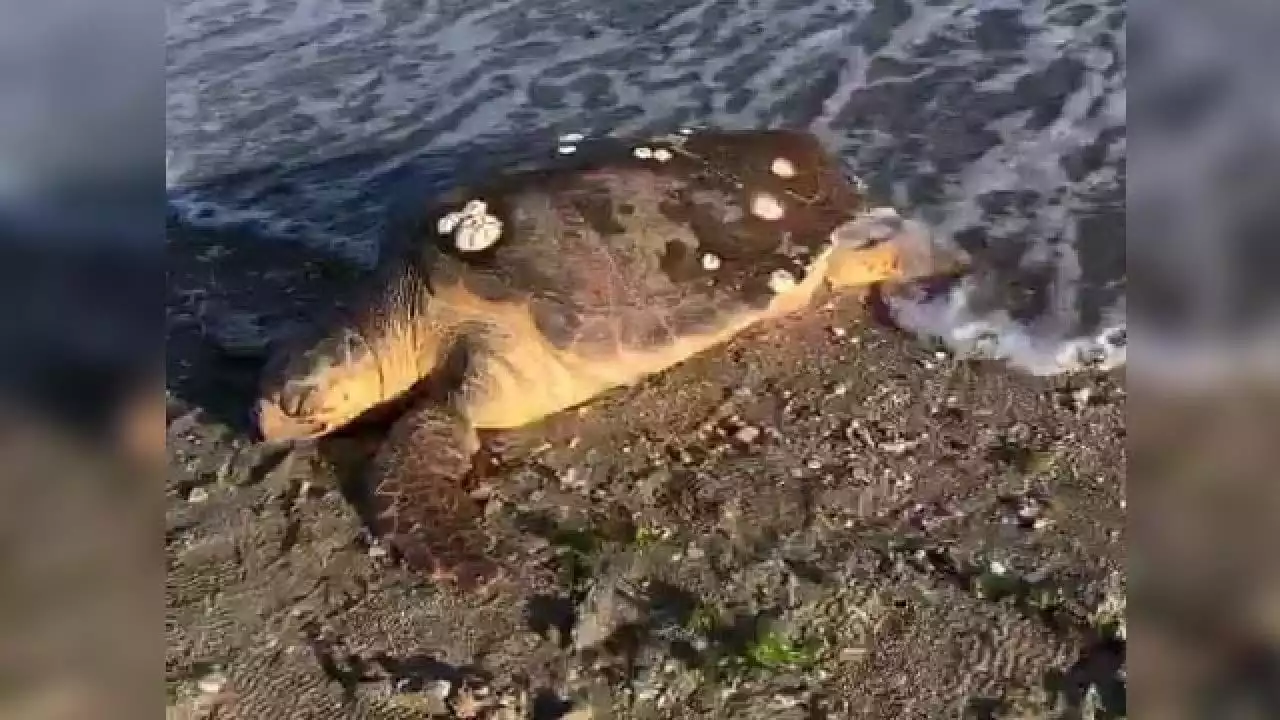 Datça'da sahilde ölü caretta caretta bulundu