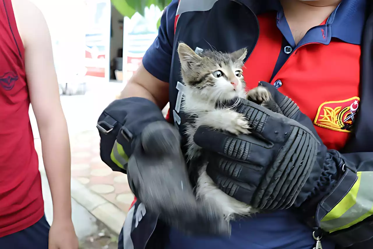 İzmir'de otomobilin kaputuna giren kedi yavrusunu itfaiye ekipleri kurtardı