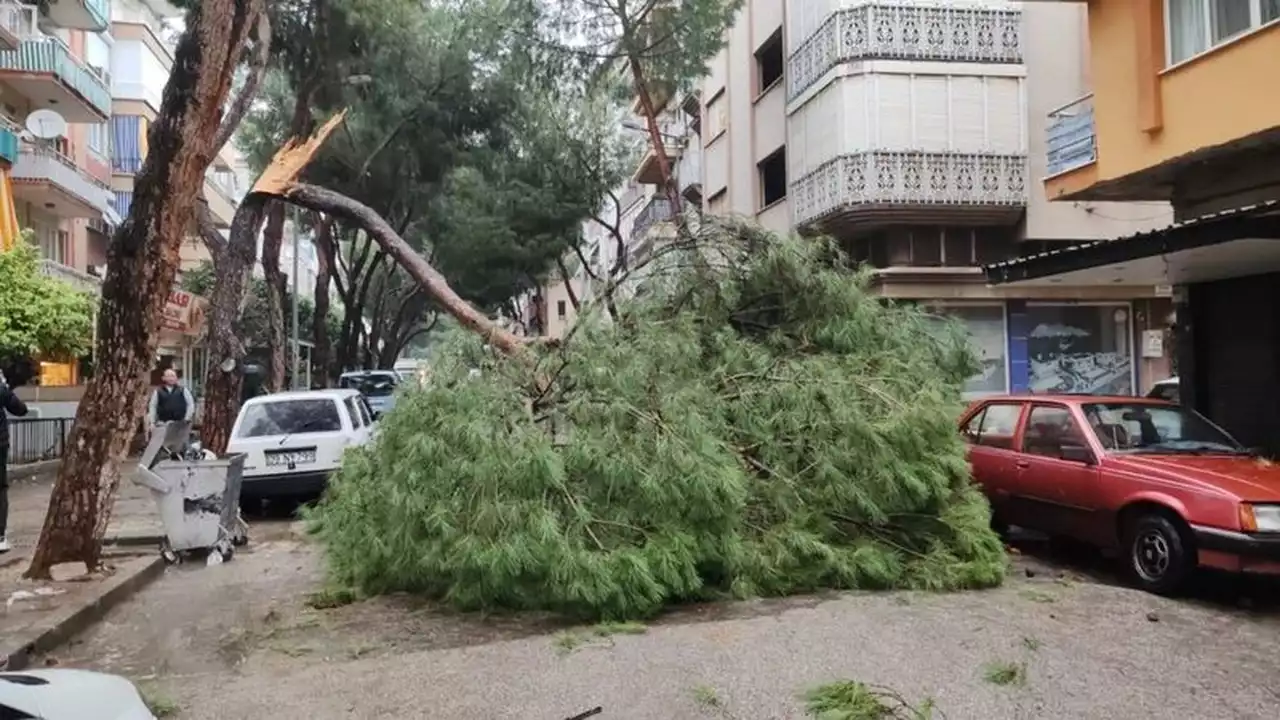 Ödemiş'te seyir halindeki otomobilin üstüne ağaç düştü