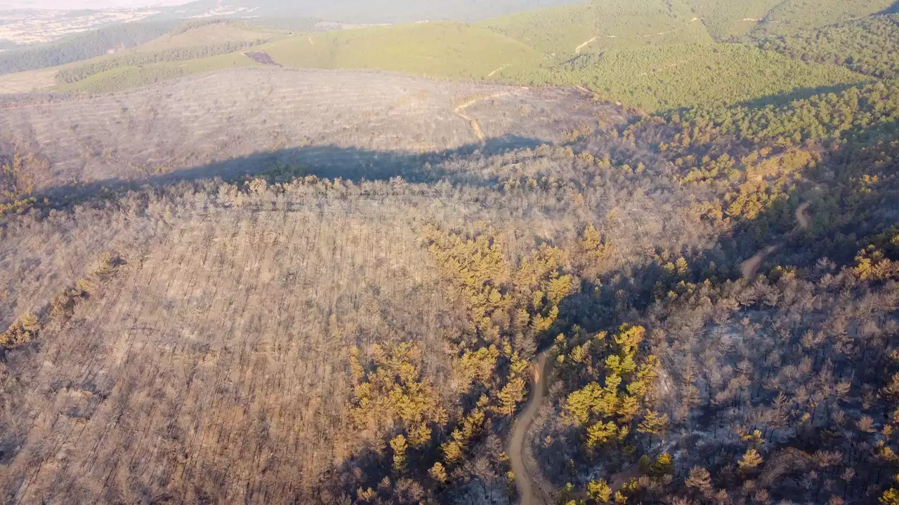 Muğla'nın Milas ilçesinde orman yangını çıktı