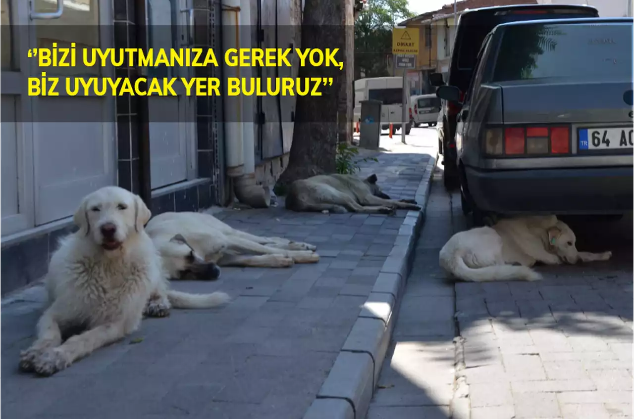 Uşak’ta Sokak Köpekleri Barınacak Yer Bekliyor