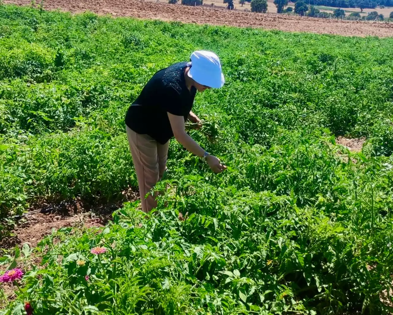 Uşak’ta Tarım Ürünleri Tarlada İncelendi