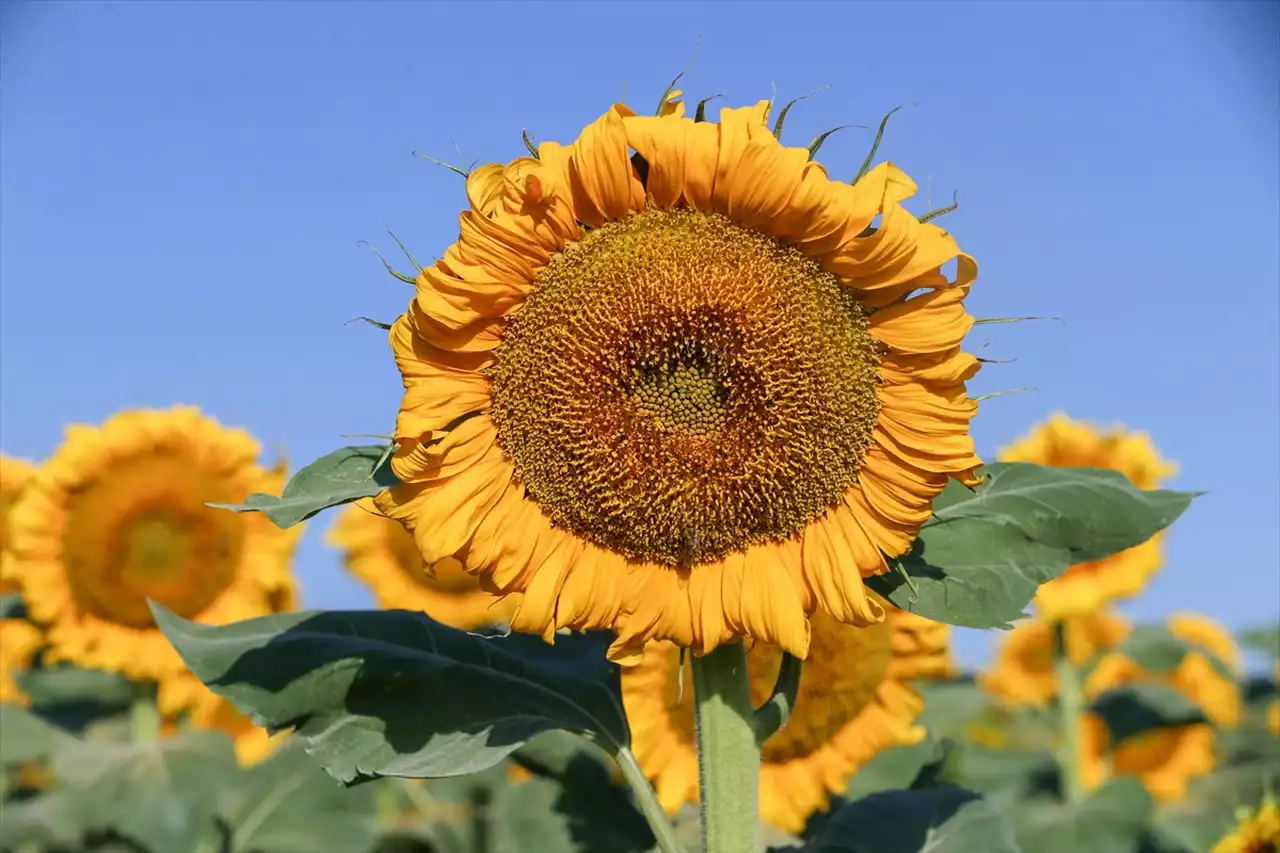 Uşak’ta Ayçiçekleri Görsel Şölen Sunuyor
