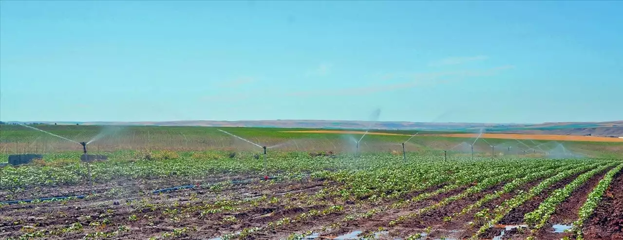 DSİ Aydın 21. Bölge Müdürlüğünden tarımsal sulama sezonuyla ilgili açıklama