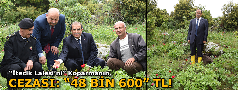 "İtecik lalesi"ni koparmanın cezası 48 bin 600 lira