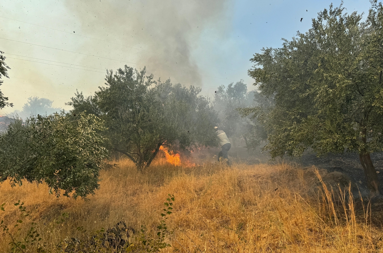 Aydın Germencik'te zeytinlik ve ormanlık alanda çıkan yangına müdahale ediliyor