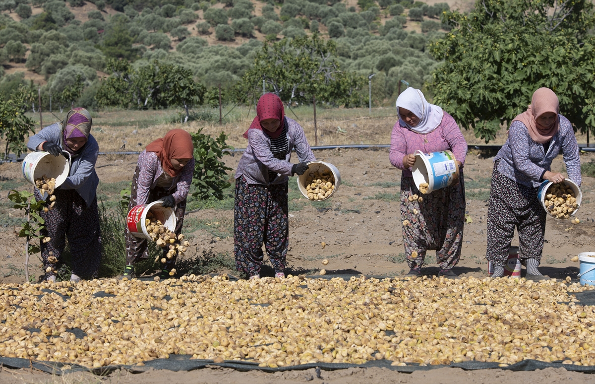 Aşırı sıcaklar kuru incirde hasadı öne çekti