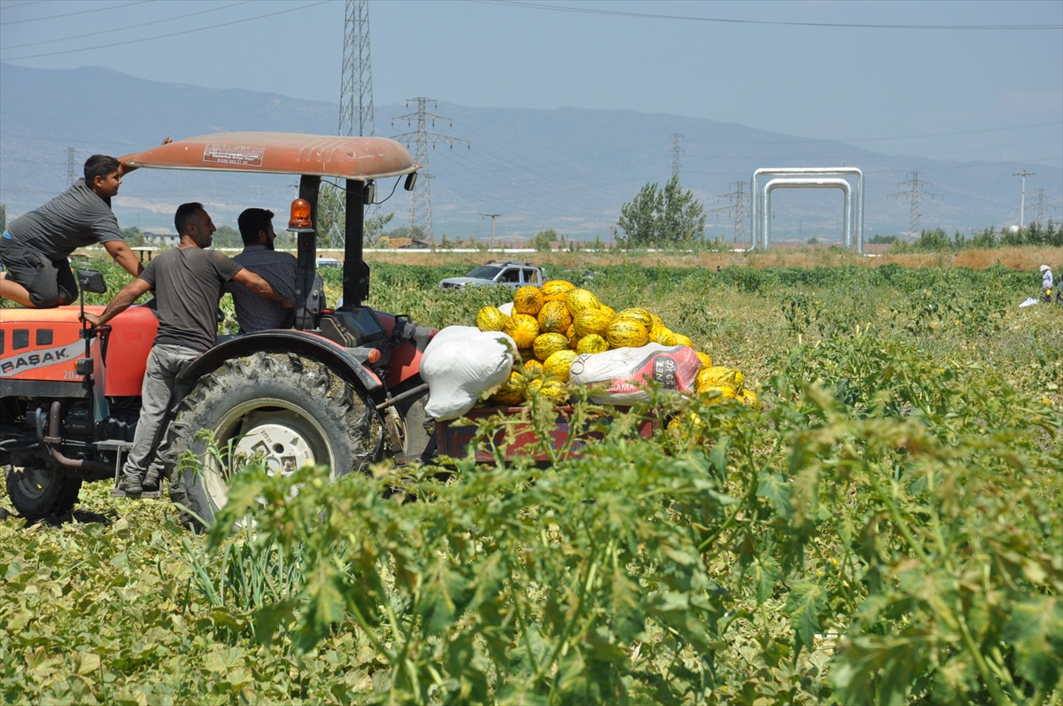 Manisalı çiftçiler yaklaşık 600 ton kavun ve karpuzu ücretsiz dağıttı