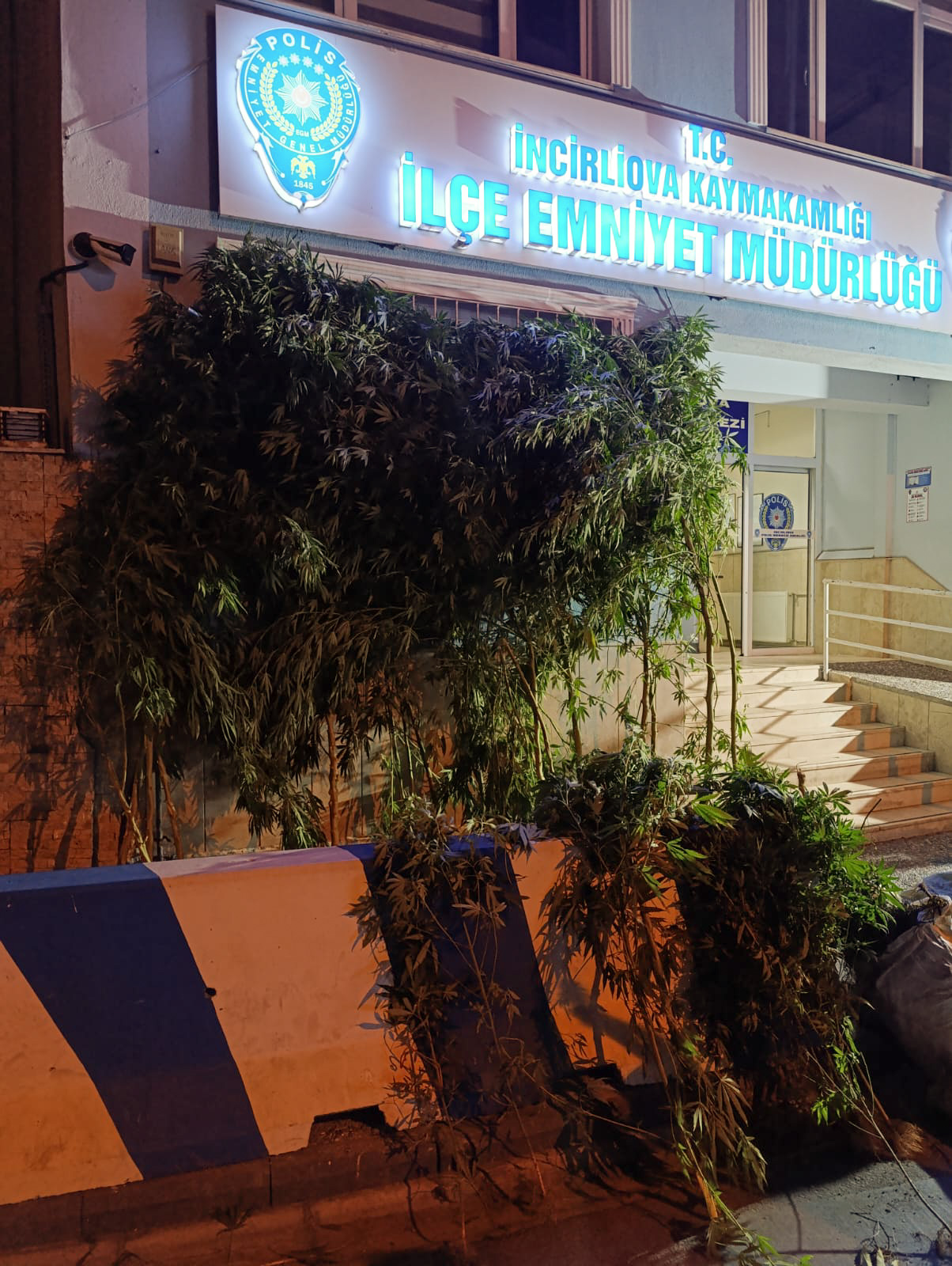 Aydın'da bahçesinde Hint keneviri yetiştiren kişi tutuklandı