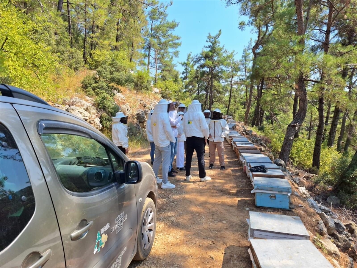 İngiltere'den Muğla'ya gelen bir heyet çam balı için bir dizi görüşme yaptı