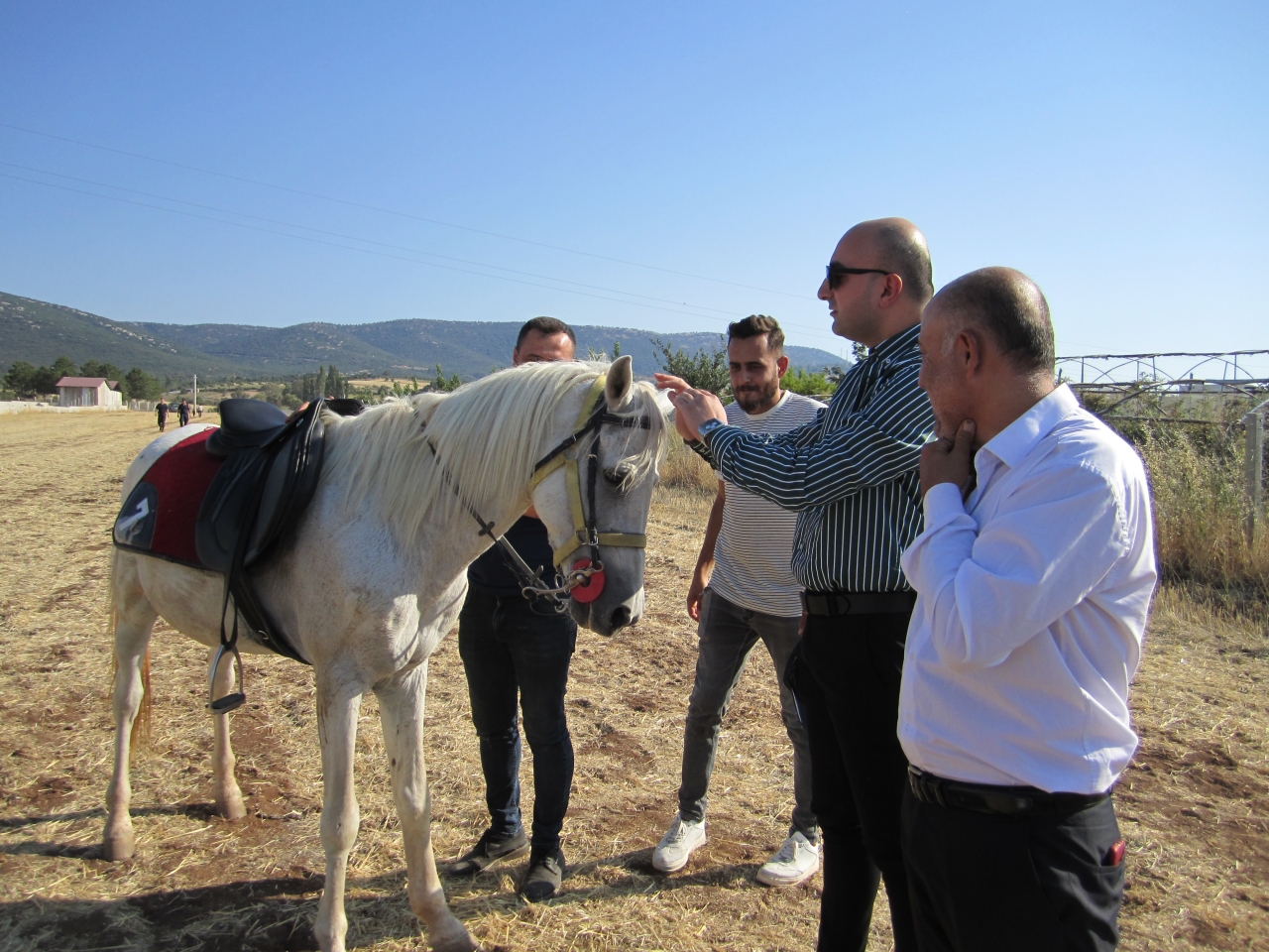 Kale Belediyesi at çiftliği kurdu