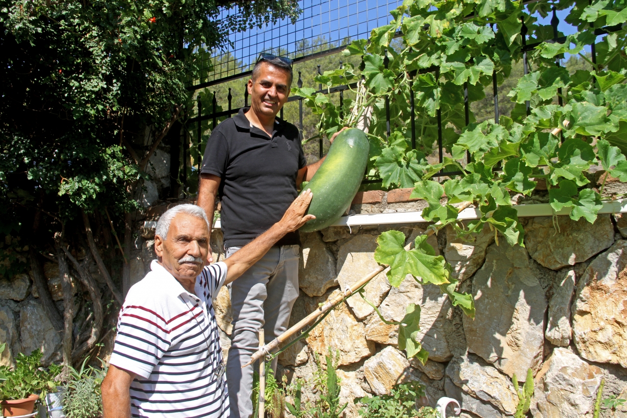 Fethiye'de huzurevi sakini, 20 kilogramlık "Çin salatalığı" yetiştirdi
