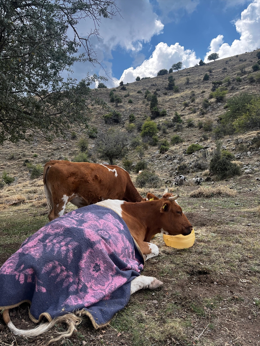 Afyon'da yuvarlanan inek, 1,5 kilometrelik yol açılarak kurtarıldı