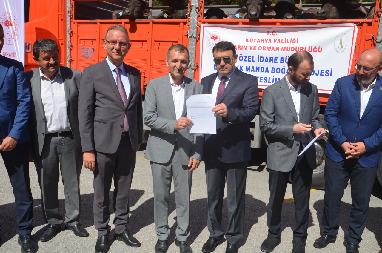 Kütahya'nın 14 köyündeki manda yetiştiricilerine damızlık desteği