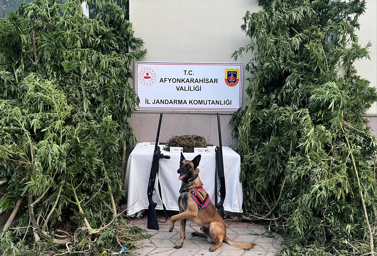 Çay'da yasa dışı kenevir eken şüpheli yakalandı