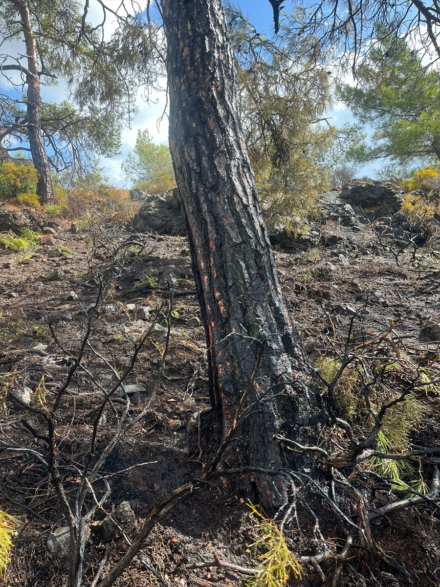 Muğla'da yıldırımın neden olduğu orman yangını söndürüldü