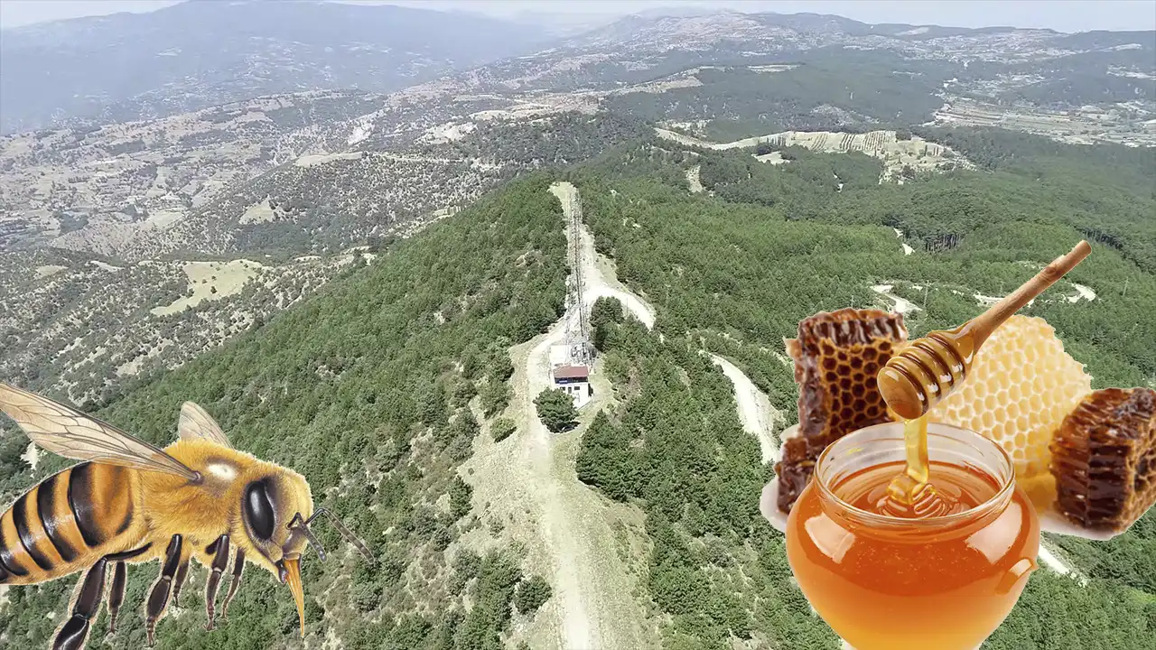 Muğla'daki orman yangınında arıcı 300 kovanını cansiparane mücadeleyle kurtarmış