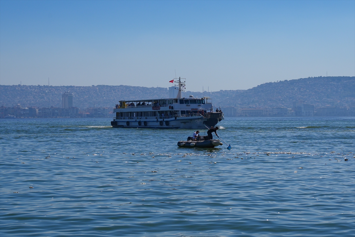 İzmir Körfezi'nde balık ölümleri sürüyor