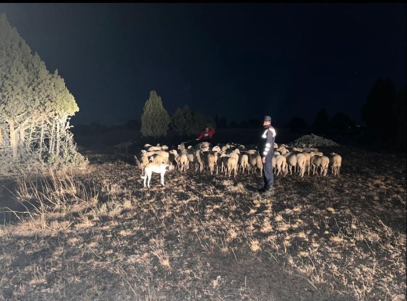 Kütahya'da kaybolan küçükbaş hayvan sürüsünü jandarma ekibi buldu