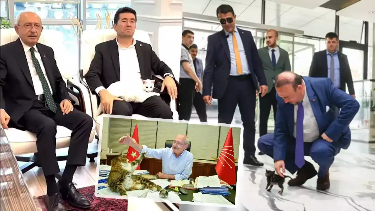 Uşak’ta CHP’lilerin Kedi Sevgisi