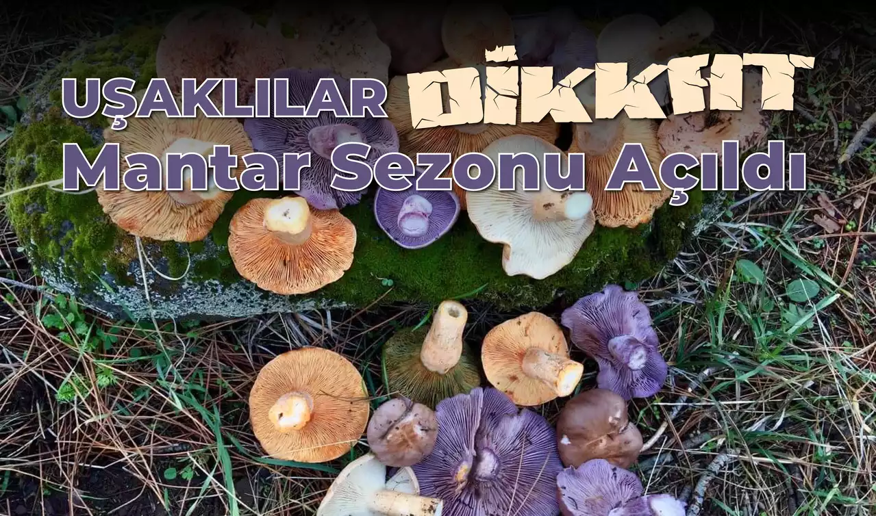 Uşaklılar Dikkat! Mantar Sezonu Açıldı
