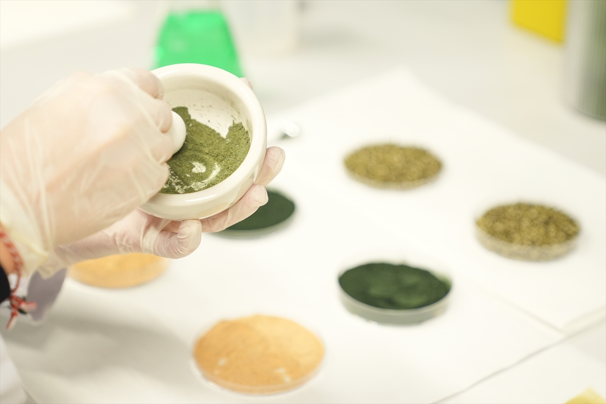 Yosunlardan geliştirilen ham madde, plastik tarım örtülerine alternatif oluyor