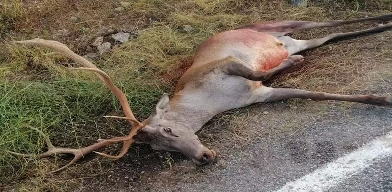 Manisa'da otomobilin çarptığı geyik telef oldu