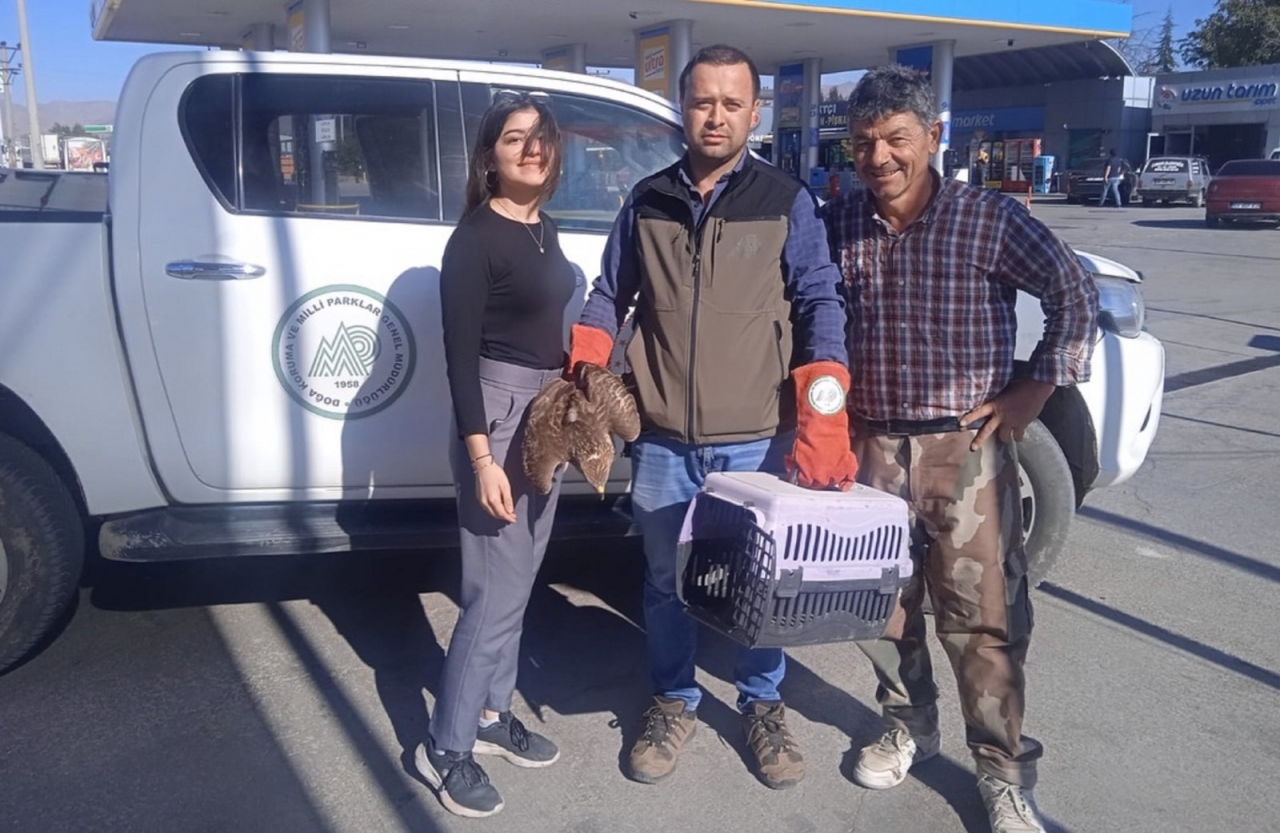 Yaralı çakal ve kızıl şahin koruma altına alındı