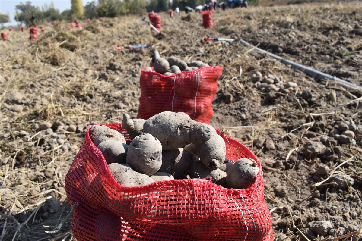 Patates deposu Ödemiş'te hasat ve ekim bir arada