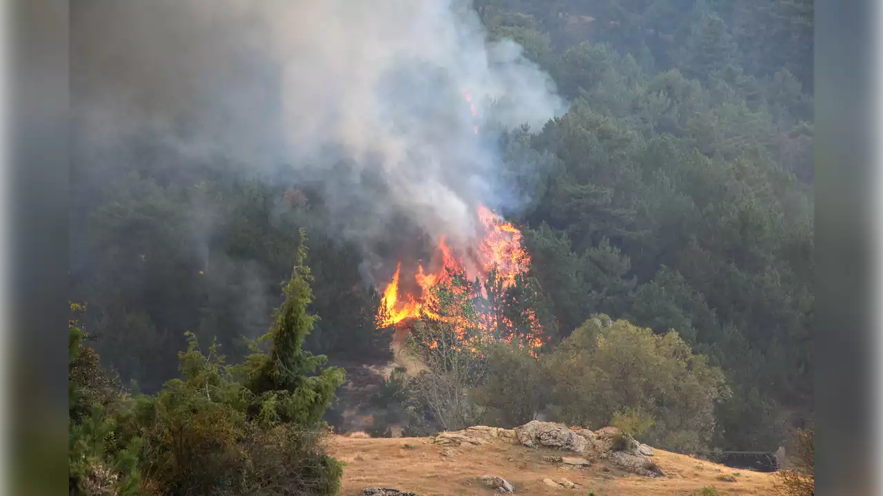 Muğla'da ormanlık ve zeytinlik alanda yangın çıktı