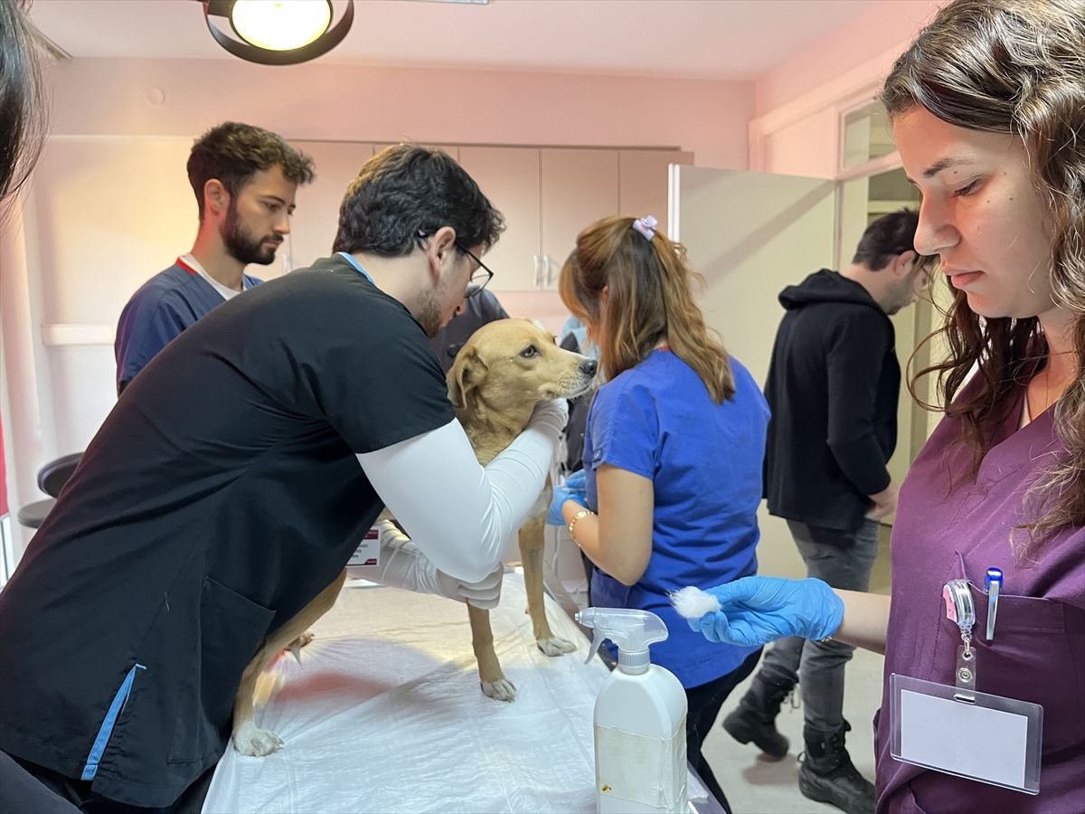 Milas'ta memesinde tümör olan köpek ameliyat edildi