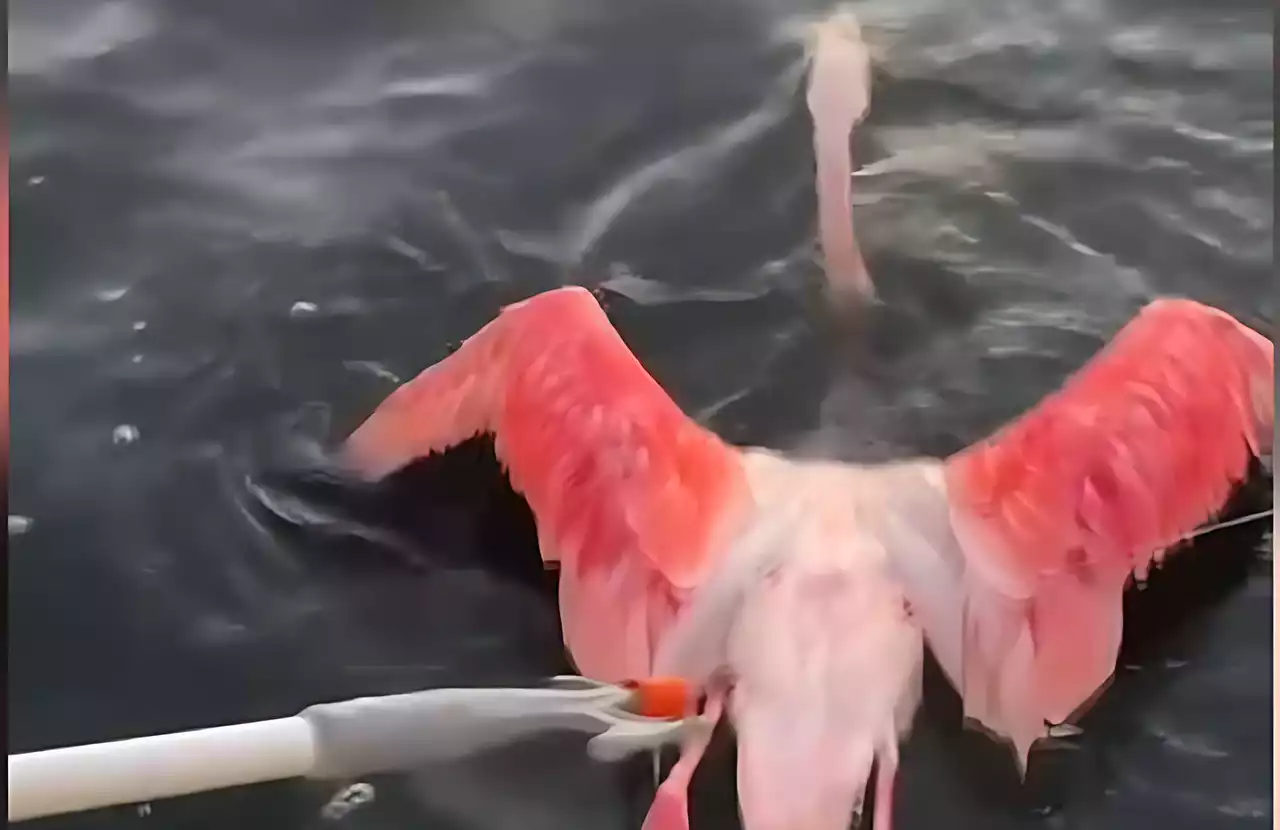 İzmir'de balıkçılar, misinaya dolanan flamingoyu kurtardı