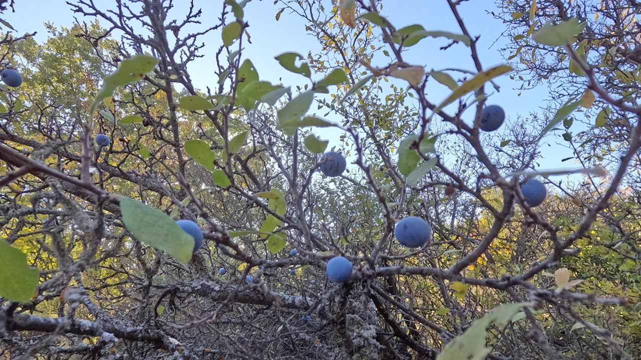 Uşak’ın Şifa Kaynağı “Gövem Eriği”