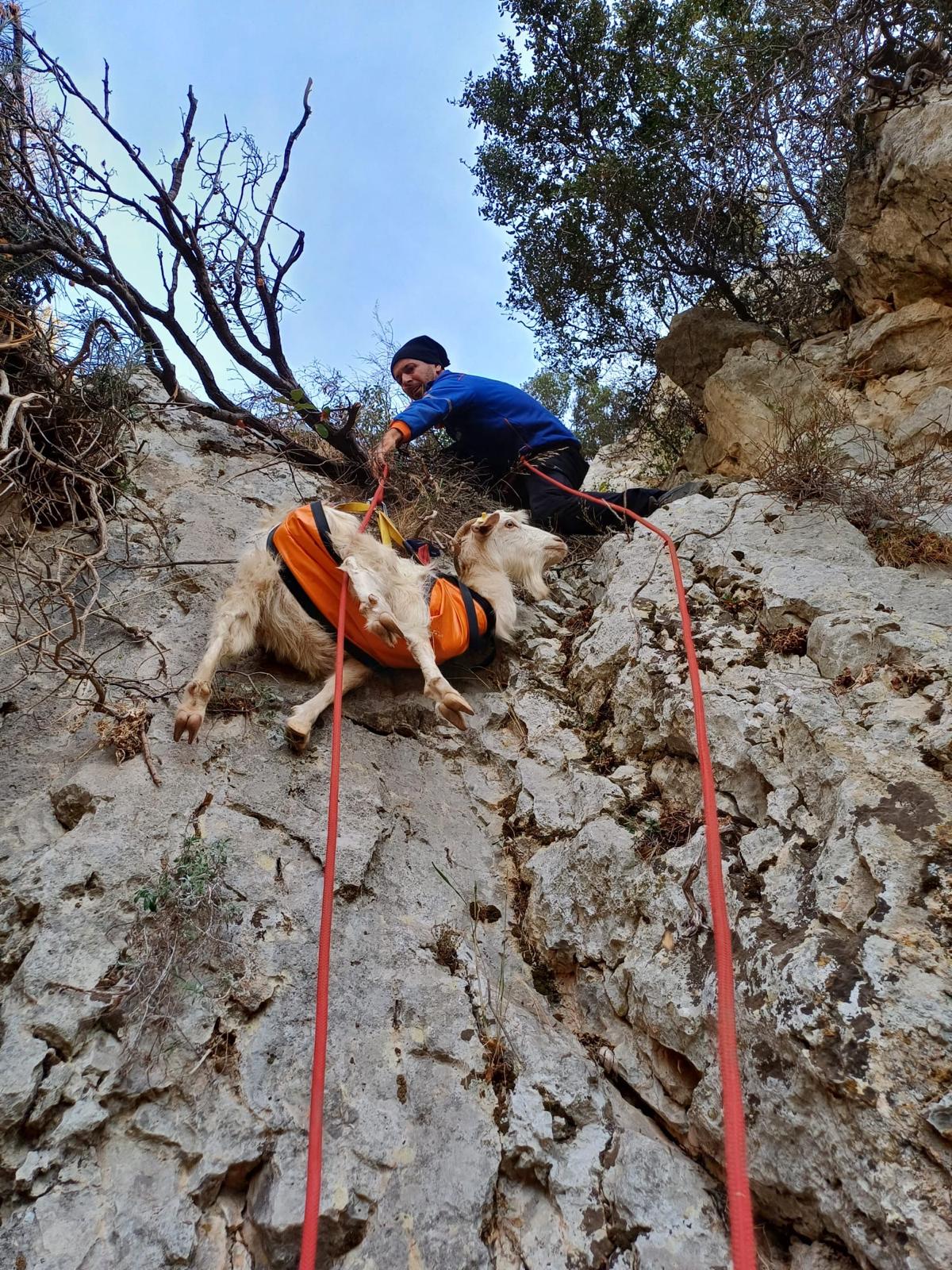 İzmir'de kayalıklarda mahsur kalan keçiyi AFAD ekipleri kurtardı