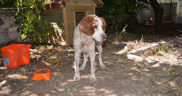 PİKAPLA EZİLEN KÖPEK KORUMA ALTINA ALINDI