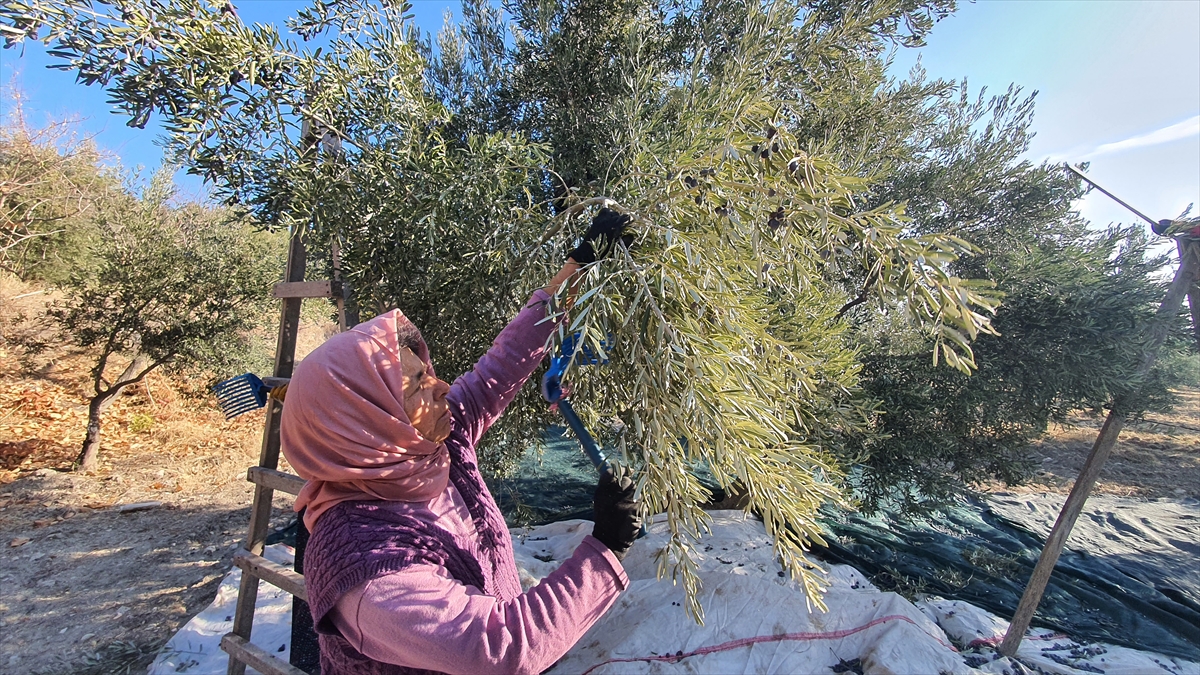 Demirci'de zeytin hasadı başladı