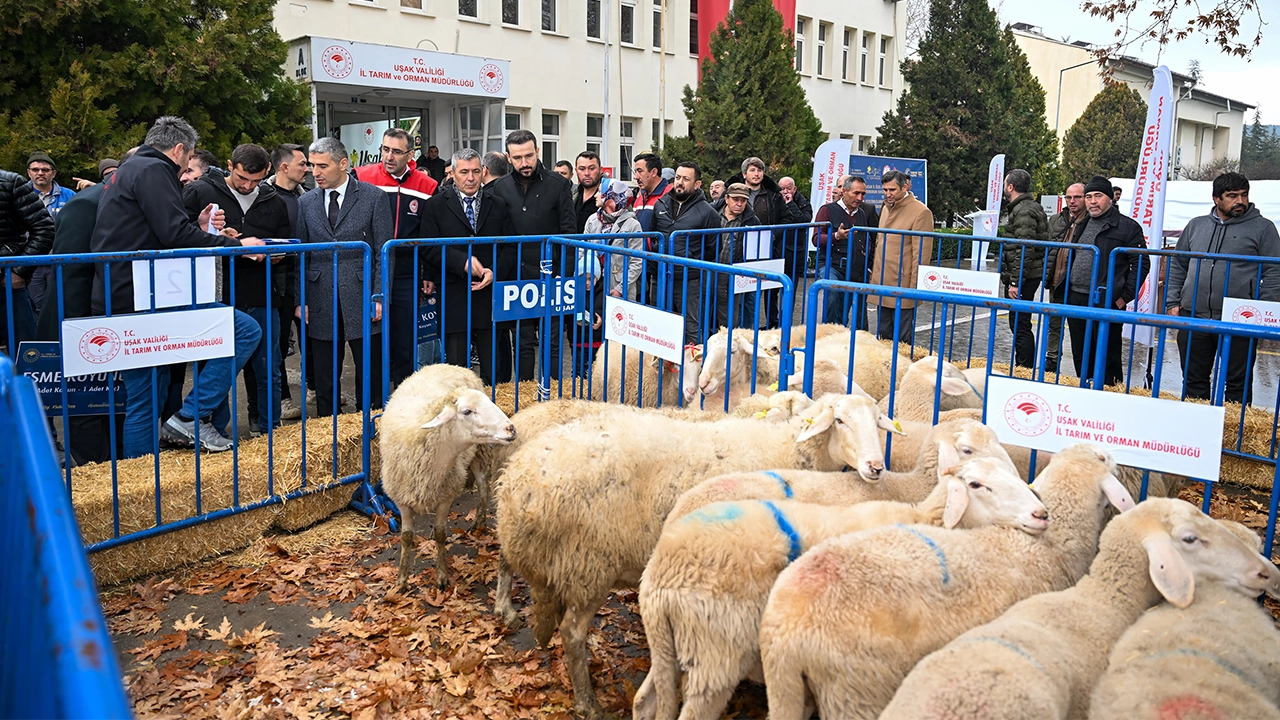 Üreticilere Koyun ve Güneş Enerjisi Sistemi Desteği