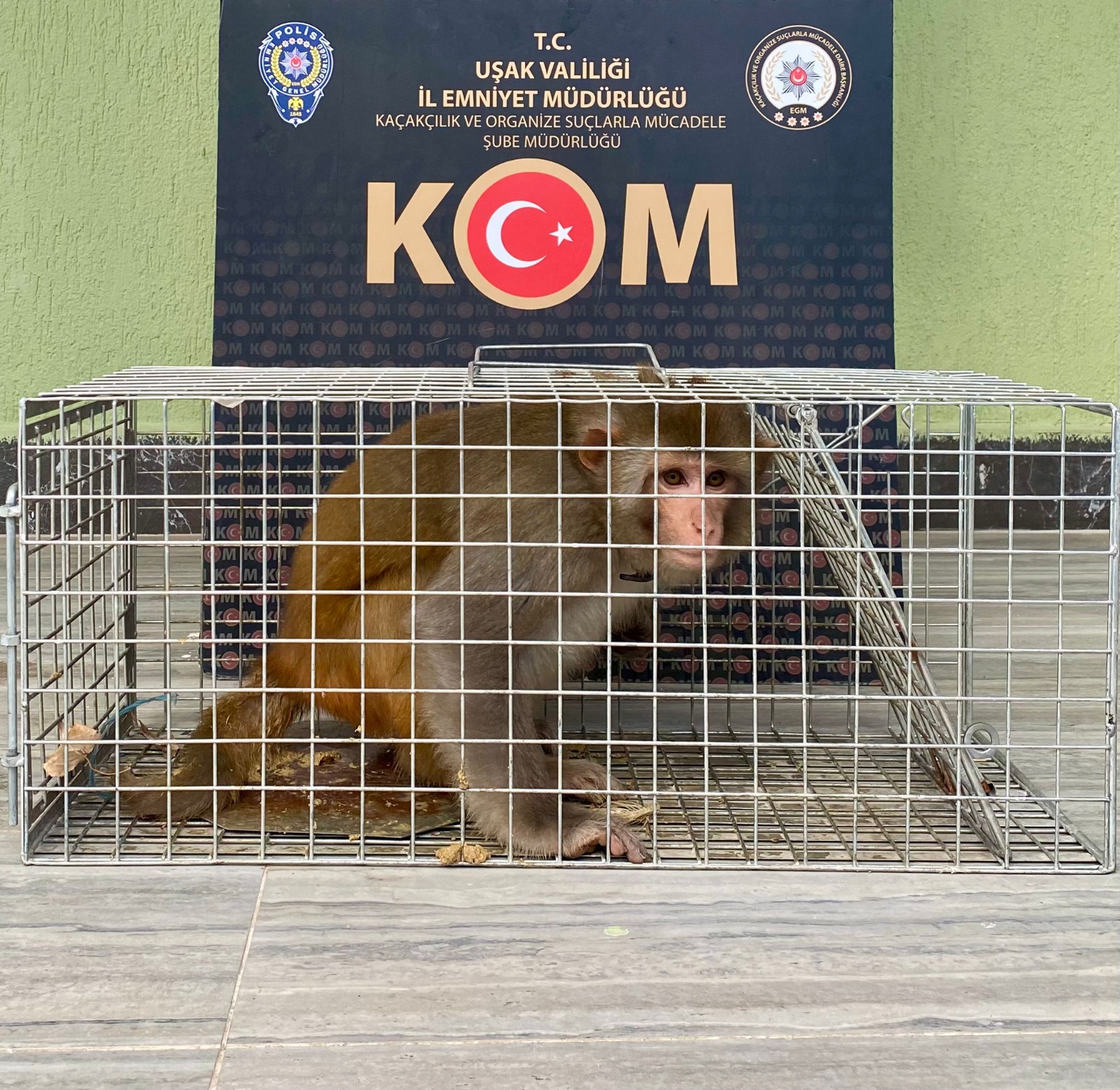 Uşak'ta Kaçak Et Operasyonunda Hint Şebeği Yakalandı