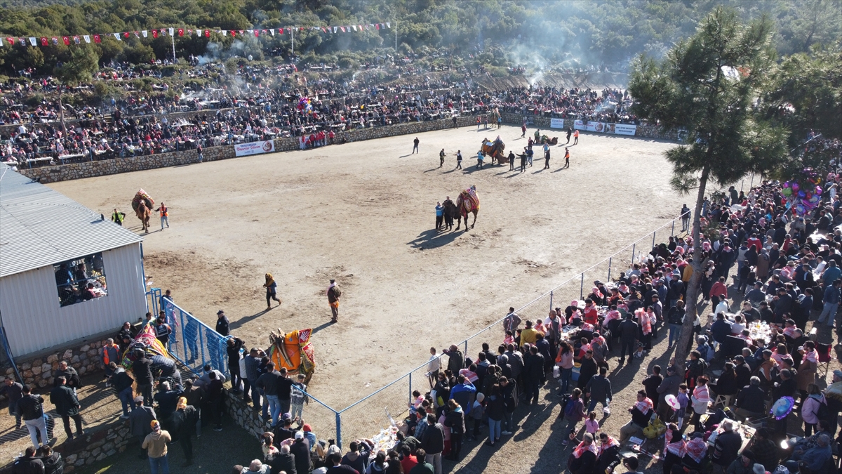 Bodrum'da "Geleneksel Deve Güreşi Festivali" yapıldı