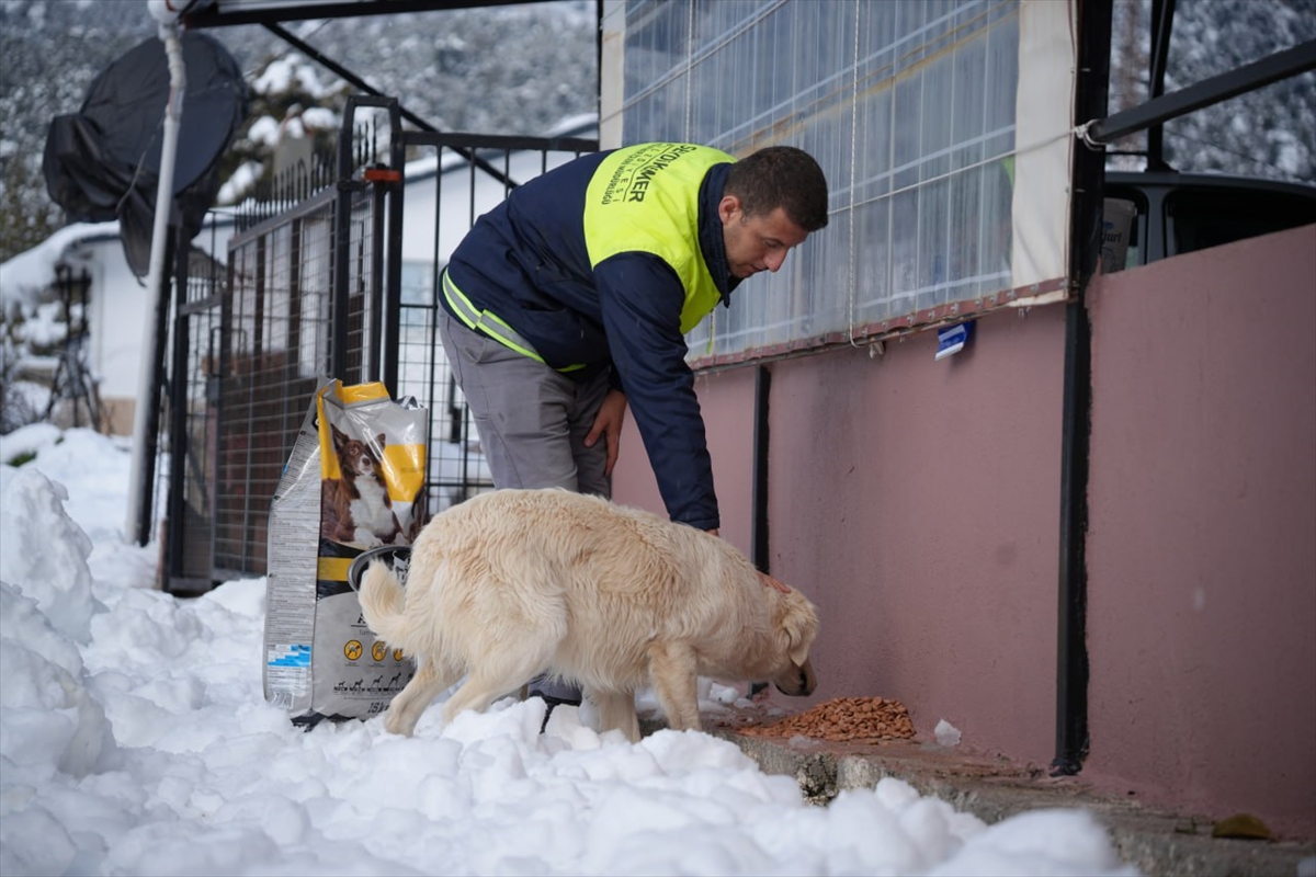 Seydikemer'de sahipsiz hayvanlar için kar yağan mahallelere mama bırakılıyor