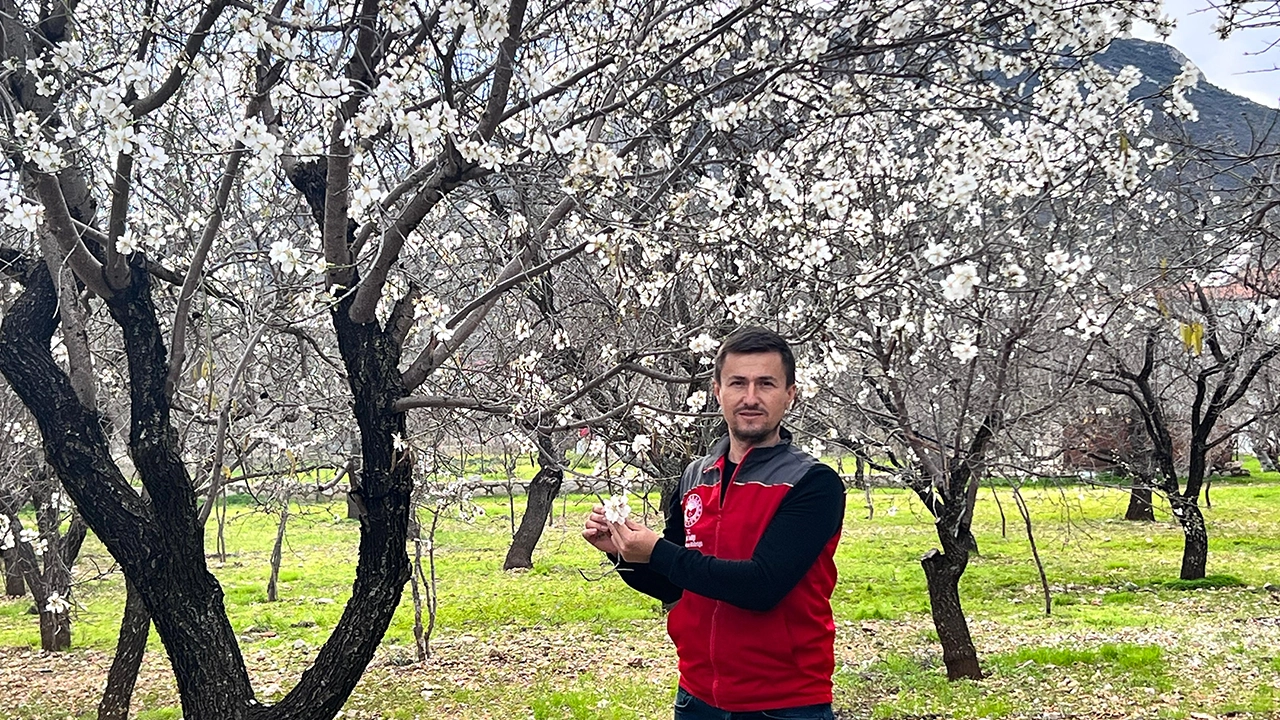 Datça'da badem ağaçları çiçek açtı